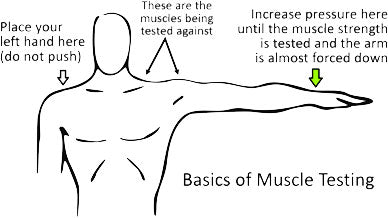Basic muscle testing