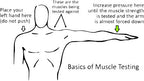 Basic muscle testing
